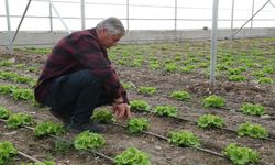 Erzincan’a Doğu Anadolu’nun En Büyük Serası