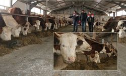 Erzincan’da Hayvancılık Yatırımlarına Büyük İlgi