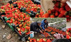 Erzincan'da Karla Kaplı Dağların Gölgesinde Çilek Hasadı!