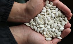 Işıl 24 ve Dermason Fasulyesi Genetik Miras Listesinde