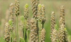 Karnıyarık Otu: Sindirimden Tokluk Hissine Doğanın Şifalı Lifi