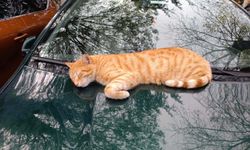 Şehirlerin Sessiz Ortakları: Kediler Her Köşe Başında