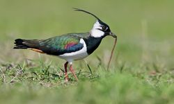 Türkiye’nin Her Bölgesinde Görülen Bayağı Kız Kuşları