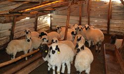 600 Bin Küçükbaşla Gelen Önem