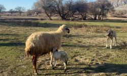 Anne Koyunun Kuzusunu Korumak İçin Köpekle Mücadelesi! (VİDEO)