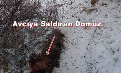 Trabzonlu Avcının Saldırıya Uğradığı Yer İle Saldıran Domuz Görüntülendi! (VİDEO)