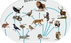 Doğanın Görünmez Dengesi: Besin Zinciri