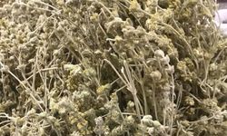 Antioksidan Deposu: Dağ Çayı