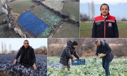 Doğu Anadolu’da Kışa Meydan Okuyan Tarla (VİDEO)