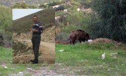 Trabzon'dan Erzincan'a Gelen Avcı Domuz Saldırısıyla Hayatını Kaybetti