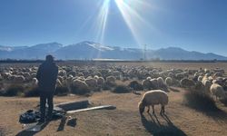 Erzincanlı Üreticiler Güneşi Fırsata Çevirdi: Küçükbaş Sürüler Meraya Çıktı (VİDEO)