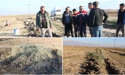 Hayvancılığa Destek, Toprağa Koruma: Erzincan'da Tuz Çalısı Projesi