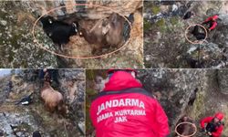 Kayalıkların Zirvesinde Nefes Kesen Kurtarma! Erzincan’da 10 Keçi Böyle Kurtarıldı (VİDEO)