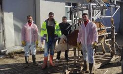 Erzincan’da Hayvancılığa Sahada Dokunuş: Birlik Ekipleri İlçe İlçe Hizmette