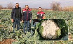 Erzincan’da Kış Ortasında Tarladan Hasat