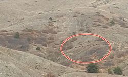 Erzincan’da Köylüler Domuz Alarmında! Sürüler Tarım Arazilerine İndi