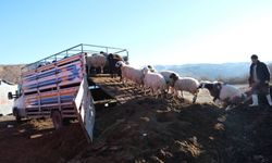 Erzincan’da Küçükbaş Üreticileri Kışa Hazır: Sürüler Yaylalardan Köylere İndi