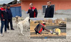 Erzincan’da Sokak Köpeklerine Kuduz Kalkanı