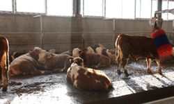 Ganiefendi Köyü’nde Hayvancılık Yatırımına İnceleme