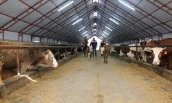 Hayvancılık Tesislerine Yerinde İnceleme