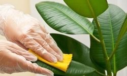 Kauçuk Çiçeği Bakımıyla İlgili Uzman İpuçları