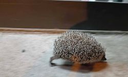 Karnı Acıkan Sevimli Kirpi Soluğu Markette Aldı