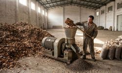 Düşen yaprakları toplayıp servet kazanıyorlar!