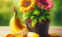 Doğal ve Kolay Gübre Yöntemi: Muz Kabuğu