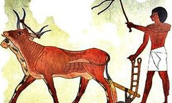 Nil Taşınca Tarih Yazıldı! Antik Mısırlı Çiftçiler Doğanın Döngüsünü Nasıl Yönetti?