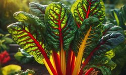 Pazı: Vitamin ve Mineral Deposu Yeşil