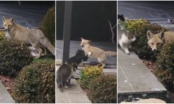 Tilki Cesur, Kediler Kararlı! (VİDEO)