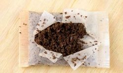 Atık Çay Posasıyla Sessiz Bir Biyoteknoloji Devrimi