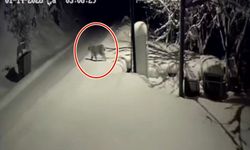 Bu Kez Ayı Değil Vaşak: Erzincan’da Nadir Görüntü Kamerada (VİDEO)