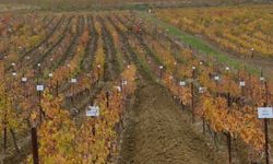 Erzincan Bağlarından Dünyaya Mesaj: