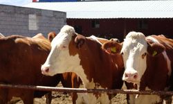 10 Köy ve 1 Mahallede Suni Tohumlama Hizmeti