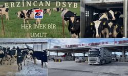 Erzincan Hayvancılığına Letonya Takviyesi