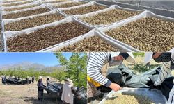 Erzincan’da %70 Hibeli Anahtar Teslim Dut Bahçeleri İçin Geri Sayım Başladı