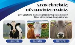 Erzincan'da Damızlık Düve Yetiştirme Merkezi İçin Alım Kriterleri Açıklandı