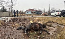 Erzincan’da Hayvanlara Silahlı Saldırı: At ve Eşek Tüfekle Öldürüldü (VİDEO)