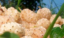 Erzincan’da Kapama Dut Bahçesi İçin %50 Hibe Desteği