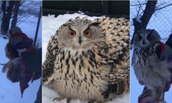 Erzincan’da Yaralı Dev Puhu Kuşu Bulundu