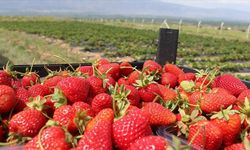 Erzincan’ın İklimi Çileğin Kaderini Değiştirdi