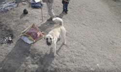 Erzincan’da Kangal’dan Havadan Gelen Tehdide Anında Müdahale (VİDEO)