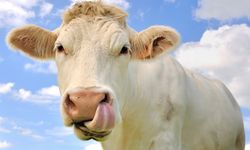 Kesime Giden Yol Etin Kaderini Belirliyor! Bu Yolculuk Eti Sessizce Bozuyor?