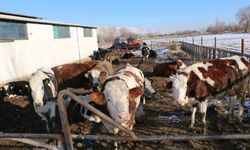 Kırsalda Hayat, Şehirde Gıda: Erzincan Aileleri Destekliyor