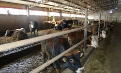 Modern Hayvancılık Erzincan’ın Gücünü Artırıyor