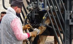 Erzincan Oğlaktepe’de Hayvan Sağlığına Örnek Uygulama