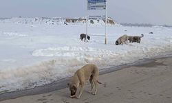 Kar yağdı, aç kalan hayvanlar yola indi