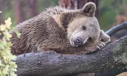 Ayıların Kış Uykusu Bilime Yol Gösteriyor