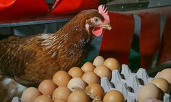 Bir Kafeslik Fark, Bir Ömürlük Etki: Tavuklarda Yerleşim Sıklığı Kemikleri ve Yumurtayı Nasıl Değiştiriyor?